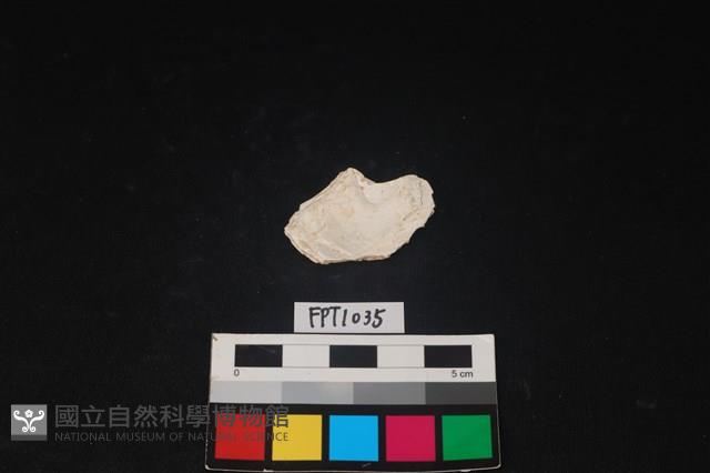 貝殼藏品圖，第2張