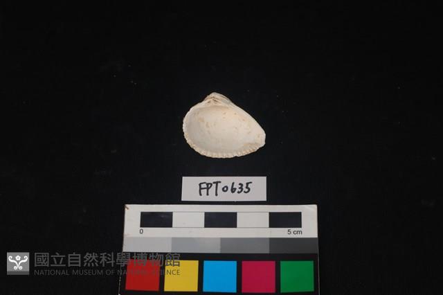 貝殼藏品圖，第2張