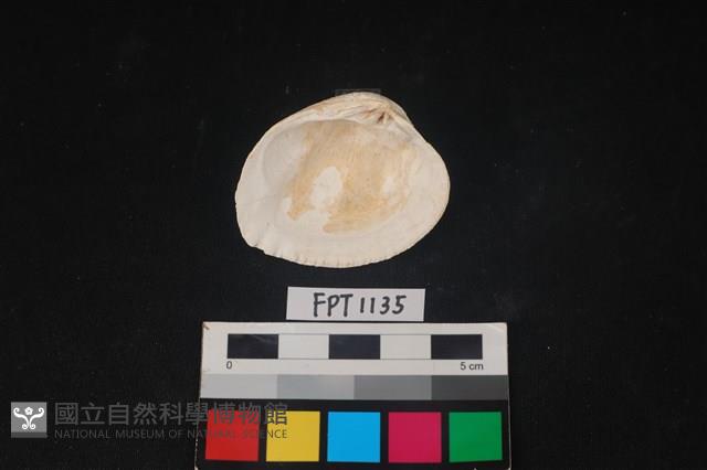 貝殼藏品圖，第2張