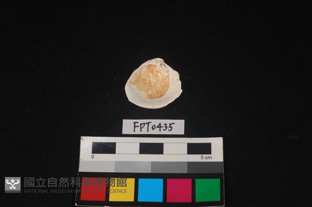 貝殼藏品圖，第2張