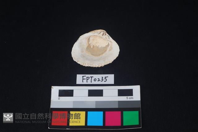 貝殼藏品圖，第2張