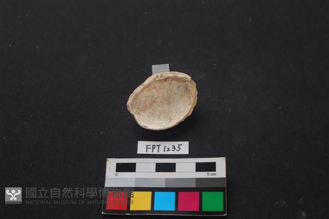 貝殼藏品圖，第2張