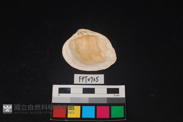 貝殼藏品圖，第2張