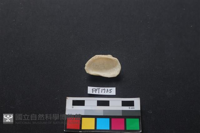 貝殼藏品圖，第2張
