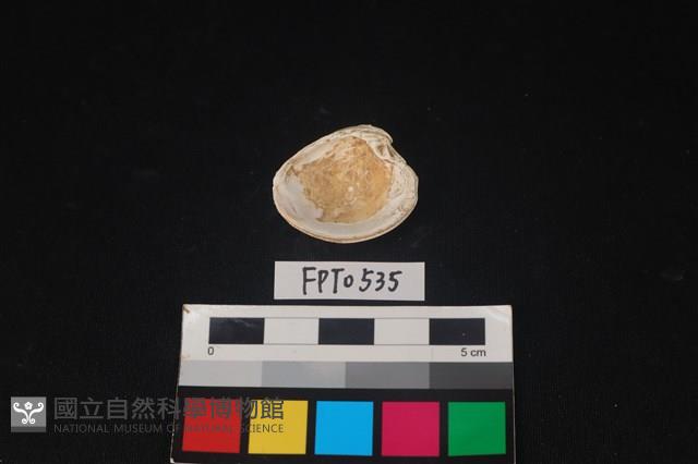 貝殼藏品圖，第2張