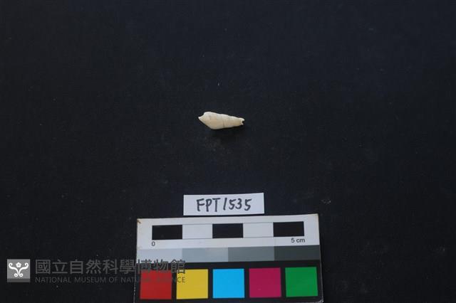 貝殼藏品圖，第2張