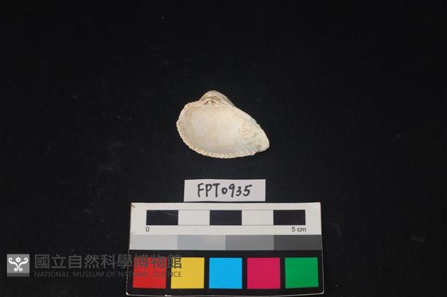 貝殼藏品圖，第2張