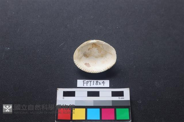 貝殼藏品圖，第2張