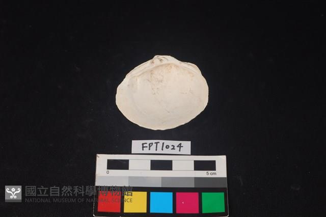 貝殼藏品圖，第2張