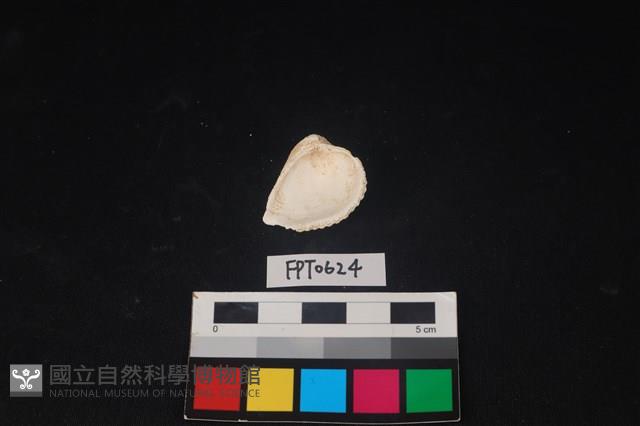 貝殼藏品圖，第2張