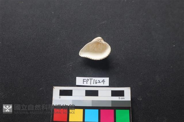 貝殼藏品圖，第2張