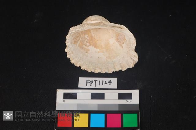 貝殼藏品圖，第2張