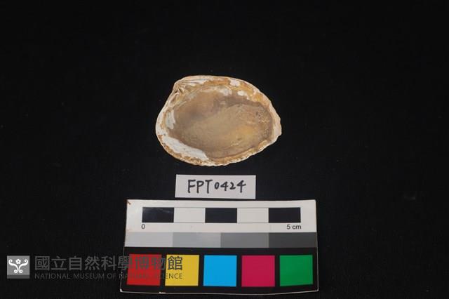 貝殼藏品圖，第2張