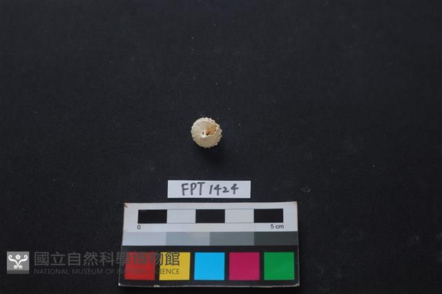 貝殼藏品圖，第2張