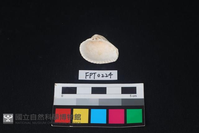 貝殼藏品圖，第2張