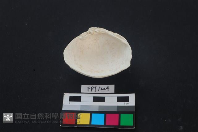 貝殼藏品圖，第2張
