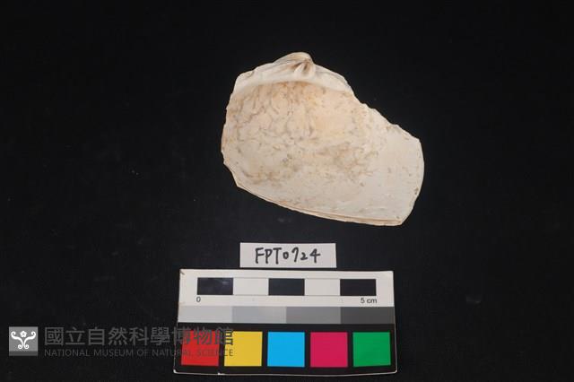 貝殼藏品圖，第2張