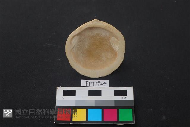 貝殼藏品圖，第2張