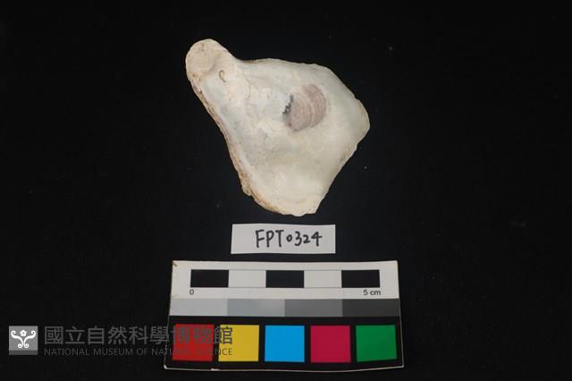 貝殼藏品圖，第2張
