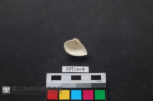 貝殼藏品圖，第2張