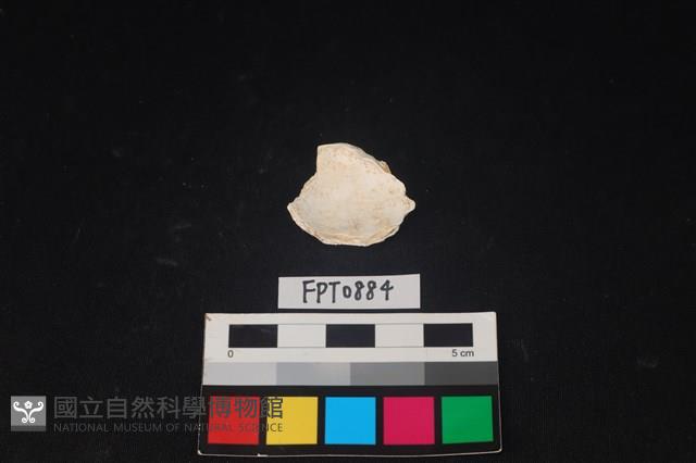 貝殼藏品圖，第2張