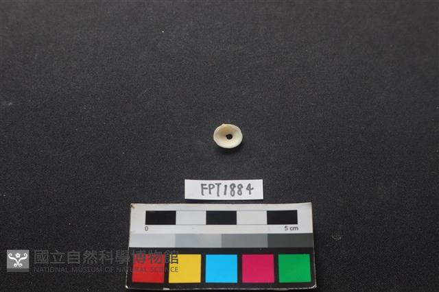 貝殼藏品圖，第2張