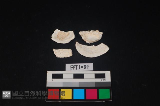 貝殼藏品圖，第2張