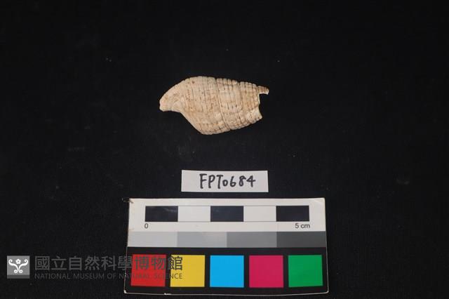 貝殼藏品圖，第2張