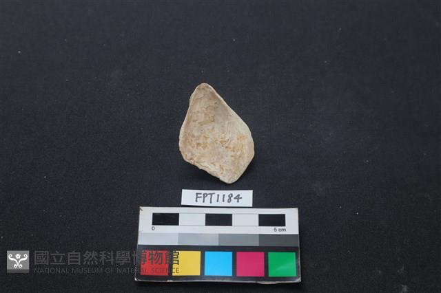 貝殼藏品圖，第2張