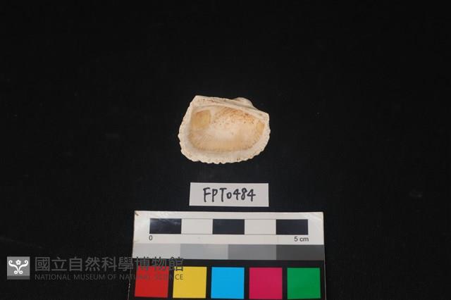 貝殼藏品圖，第2張