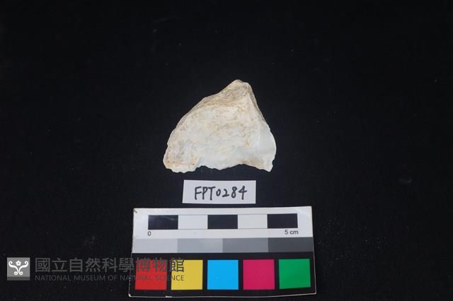 貝殼藏品圖，第2張