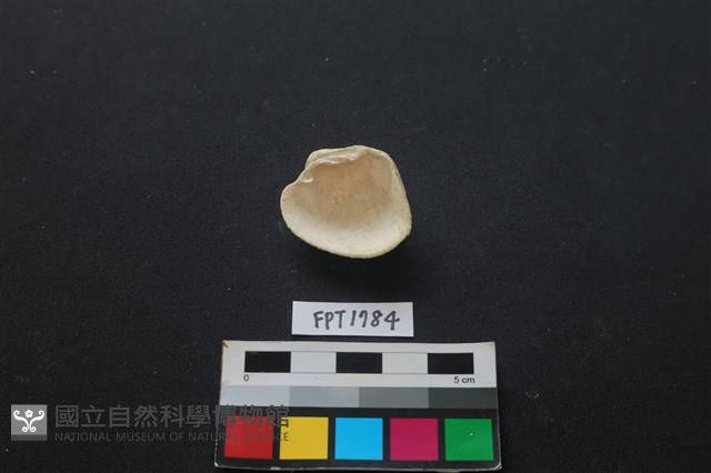 貝殼藏品圖，第2張