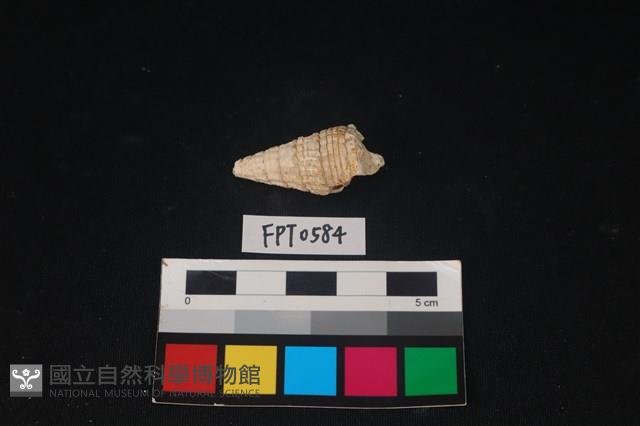 貝殼藏品圖，第2張