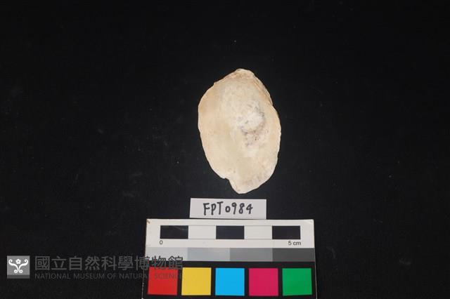 貝殼藏品圖，第2張