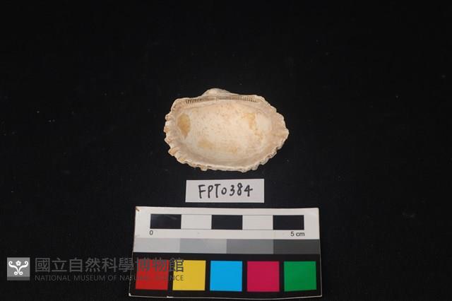 貝殼藏品圖，第2張