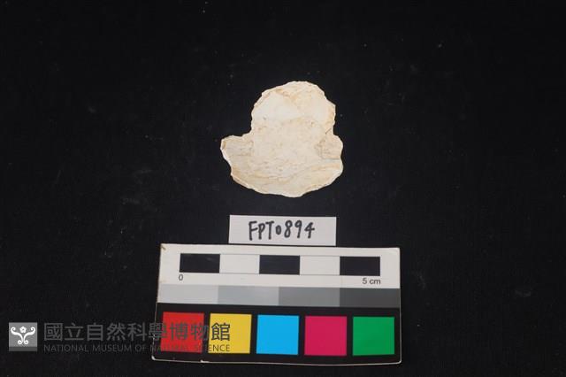 貝殼藏品圖，第2張