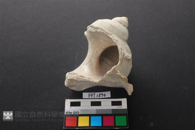 貝殼藏品圖，第2張