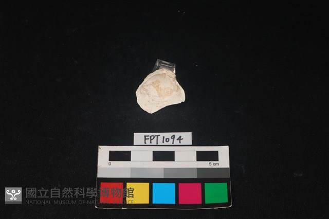 貝殼藏品圖，第2張