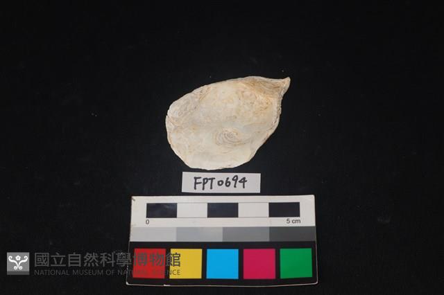 貝殼藏品圖，第2張