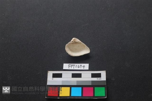 貝殼藏品圖，第2張