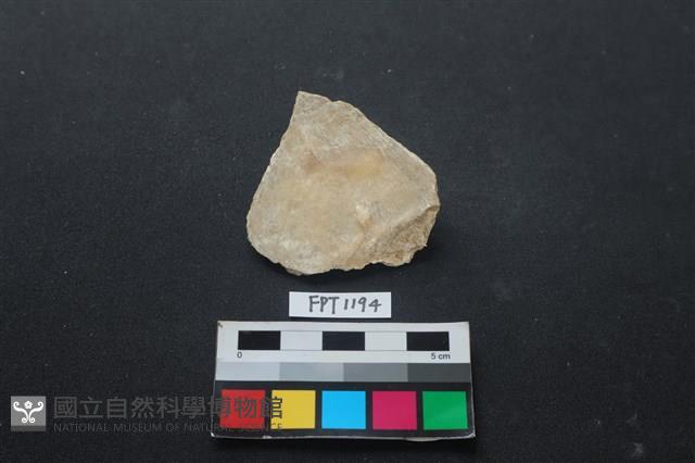 貝殼藏品圖，第2張