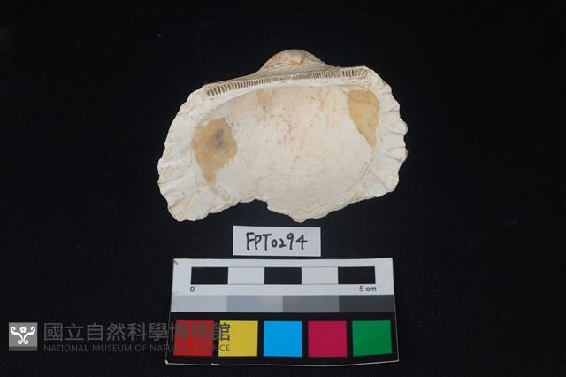 貝殼藏品圖，第2張