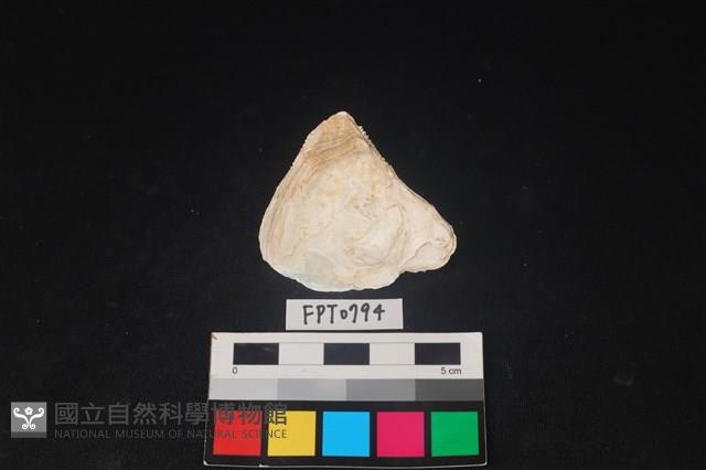 貝殼藏品圖，第2張