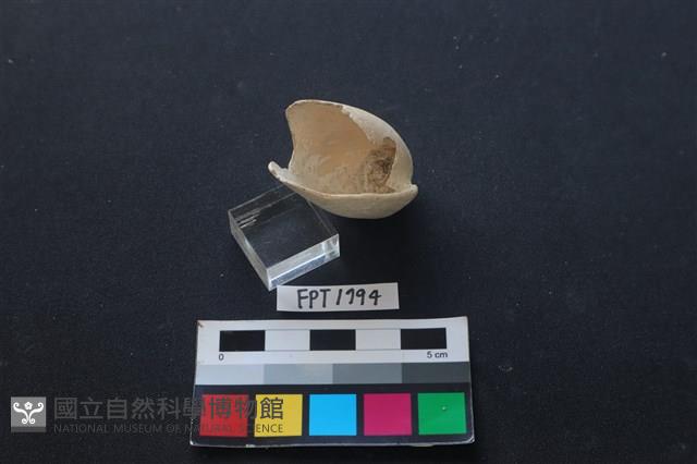 貝殼藏品圖，第2張
