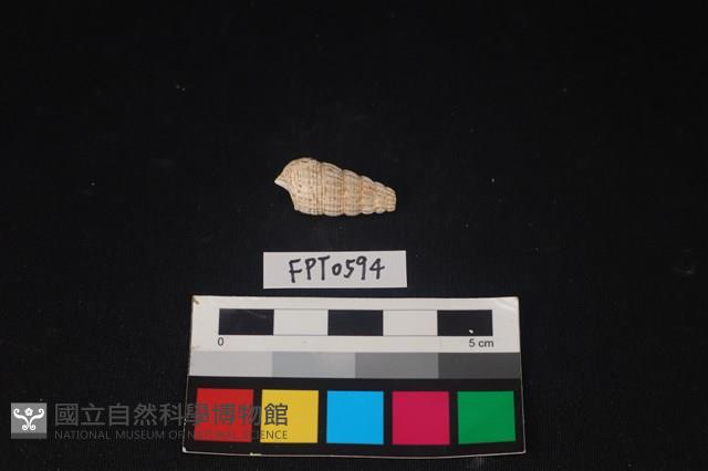 貝殼藏品圖，第2張