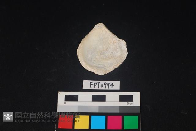 貝殼藏品圖，第2張