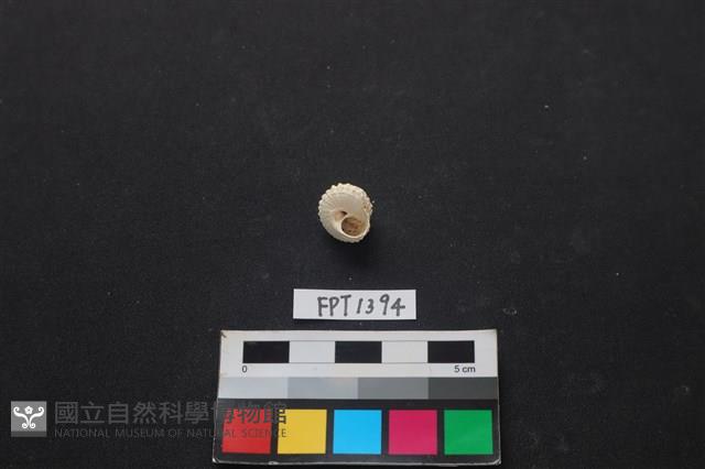 貝殼藏品圖，第2張