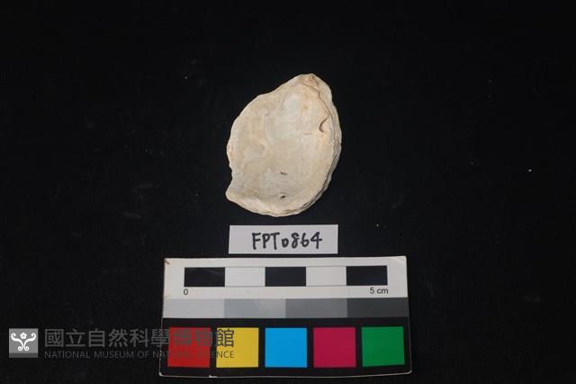 貝殼藏品圖，第2張