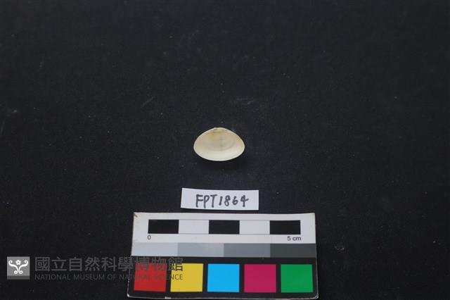 貝殼藏品圖，第2張