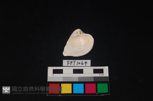 貝殼藏品圖，第2張